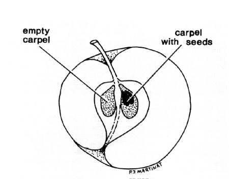 lopsided.jpg (63294 bytes)