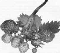 strawbrry1.jpg (434160 bytes)