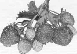 strawbrry2.jpg (549170 bytes)