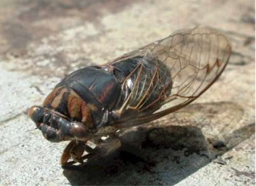 cicada4821.jpg (22403 bytes)